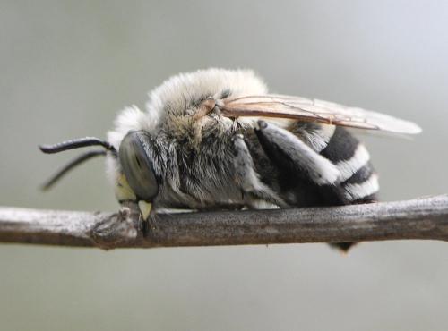Réf. 236 893 : Amegilla quadrifasciata